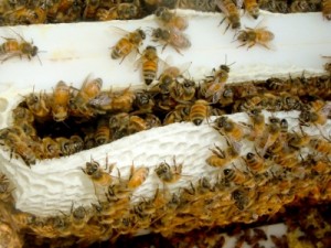 пчелиный трутень